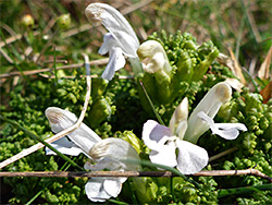 Lousewort