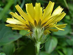 Hawkweed oxtongue