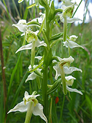 Greater butterfly orchid