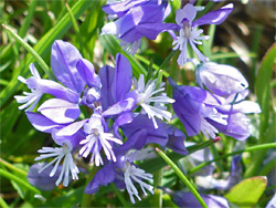 Polygala calcarea