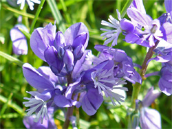 Chalk milkwort