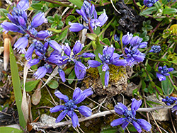 Chalk milkwort