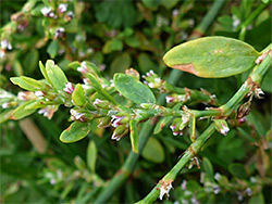 Polygonum aviculare