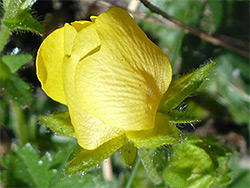 Potentilla neumanniana