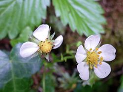 Potentilla sterilis