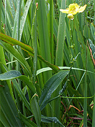 Greater spearwort