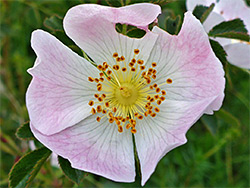 Rosa rubiginosa