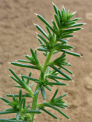 Prickly saltwort