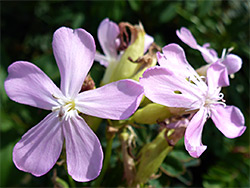 Soapwort