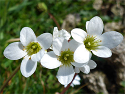 Meadow saxifrage