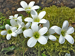 Meadow saxifrage