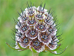 Small scabious