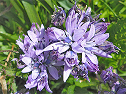 Spring squill