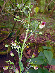 Figwort