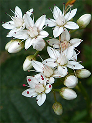 White stonecrop