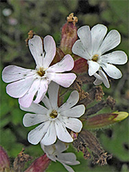 Red campion