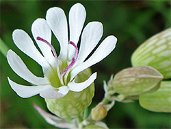 Silene vulgaris