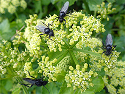 Alexanders