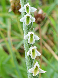 Spiranthes spiralis