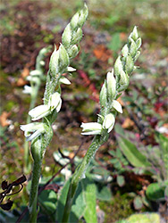 Autumn lady's-tresses