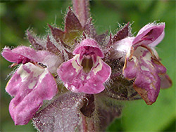Stachys alpina