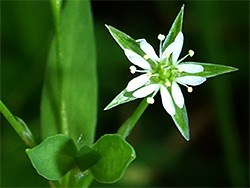 Stellaria alsine