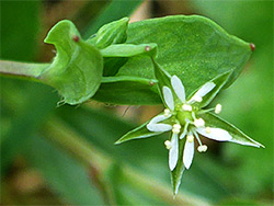 Bog stitchwort