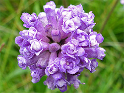 Devil's-bit scabious