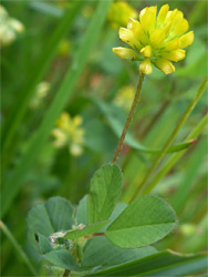 Lesser trefoil