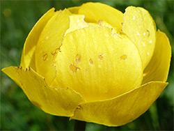 Globeflower