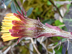 Coltsfoot