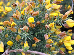 Ulex europaeus