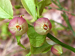 Common bilberry