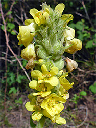 Great mullein