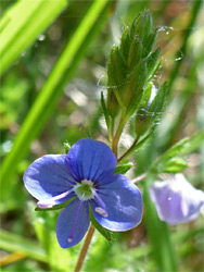 Corn speedwell