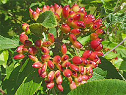Wayfaring tree