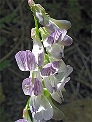 Wood vetch