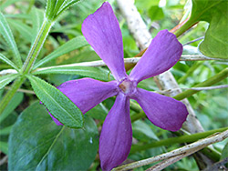 Vinca major