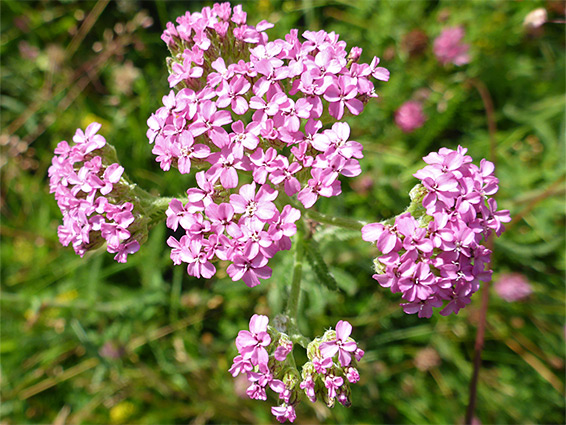 Pink flowerheads