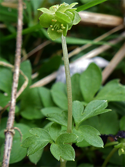 Flower and leaves