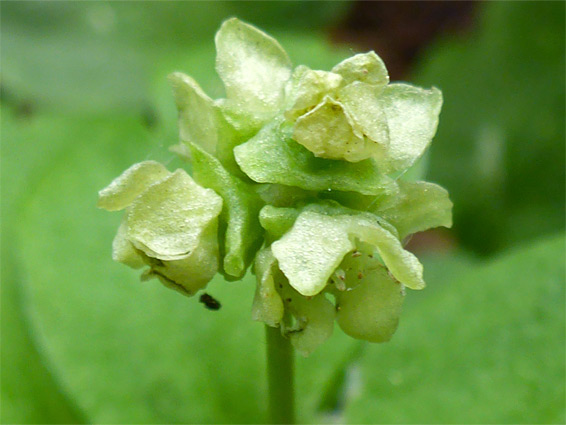 Greenish flowers