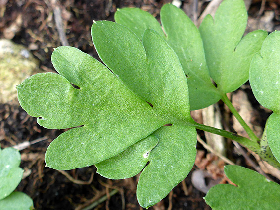 Hairless, lobed leaf