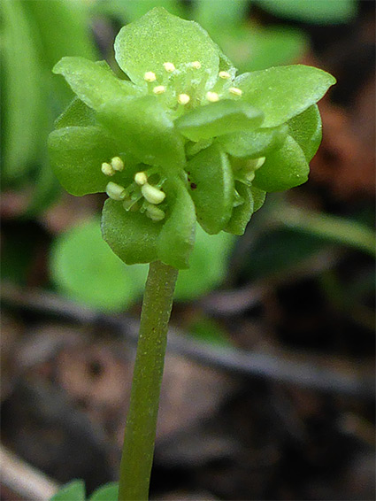 Green flowers