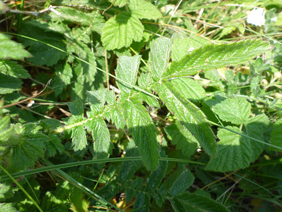 Pinnate leaf