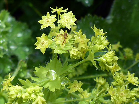 Pale yellow flowers