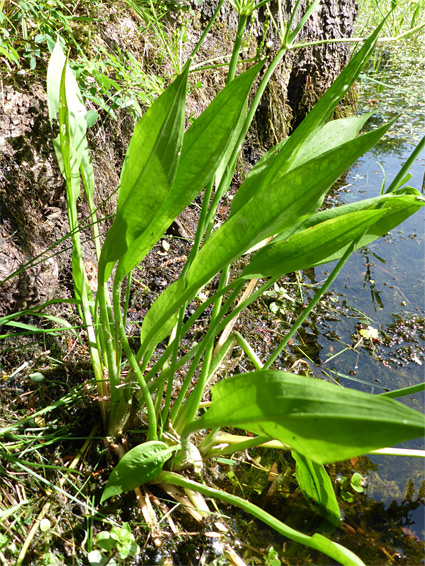 Lanceolate leaves