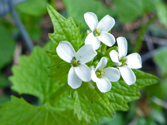 Garlic mustard (alliaria petiolata), Swift's Hill, Gloucestershire