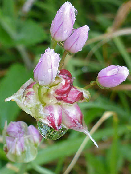 Flowers and bulbils