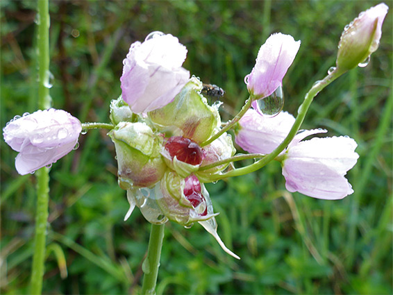 Inflorescence