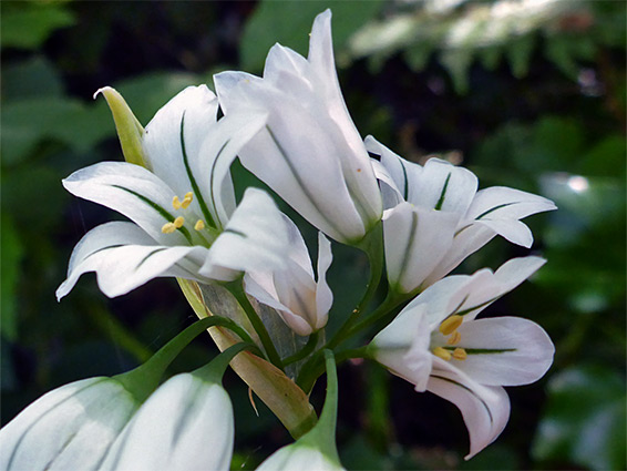 Green-striped flowers